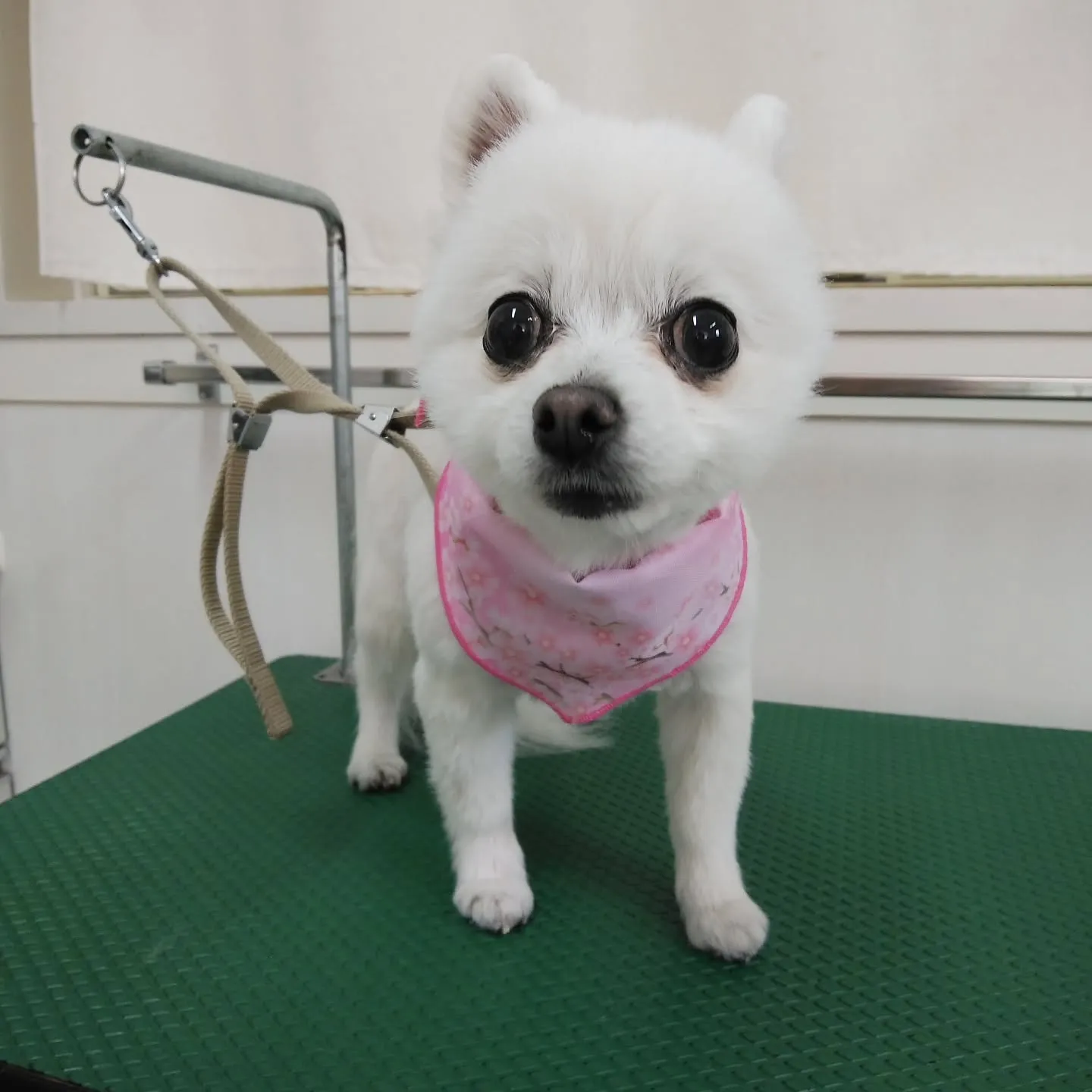 【トリミング】【バリカン仕上げ】