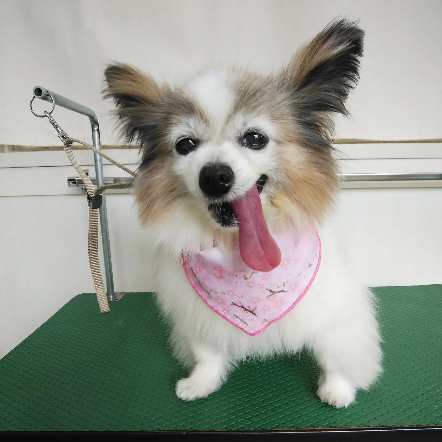 【トリミング】パピヨン【シャンプーコース】