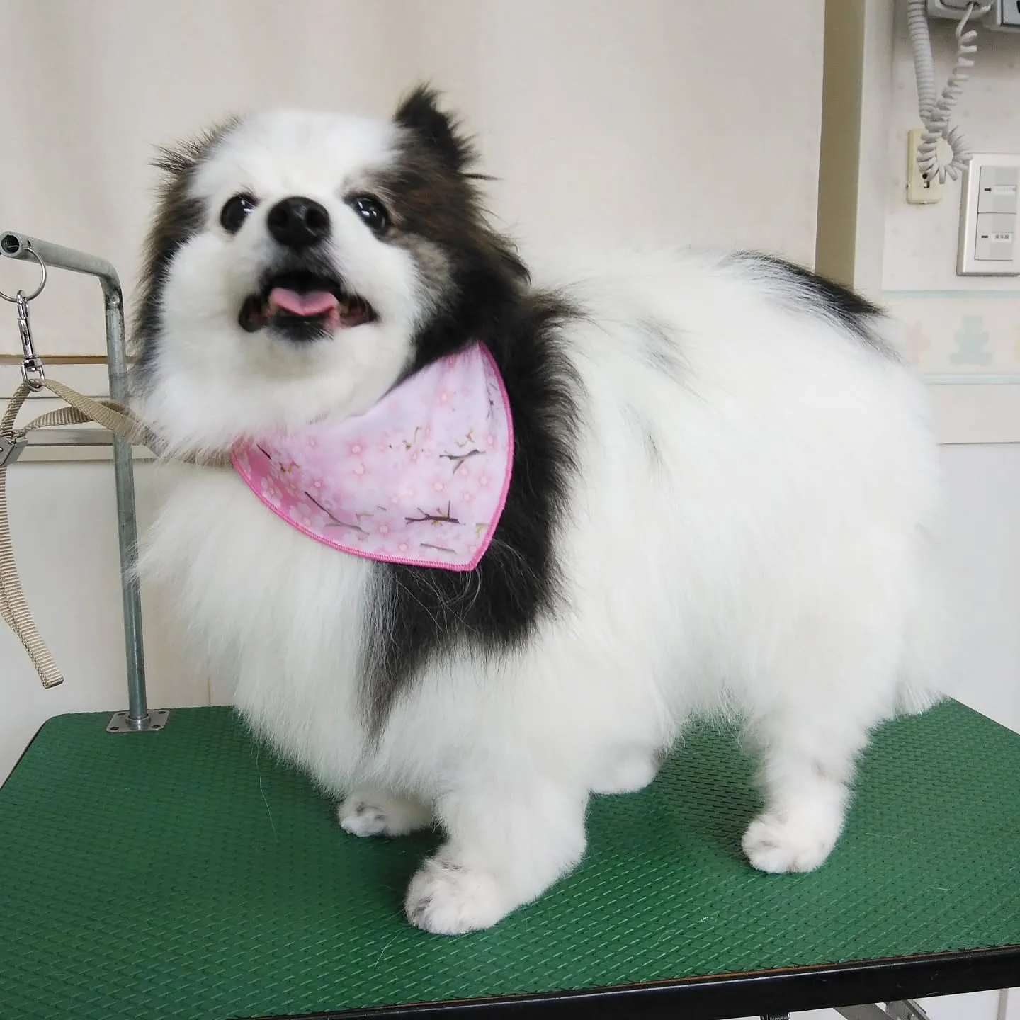 【トリミング】ポメラニアン【ハサミ仕上げ】