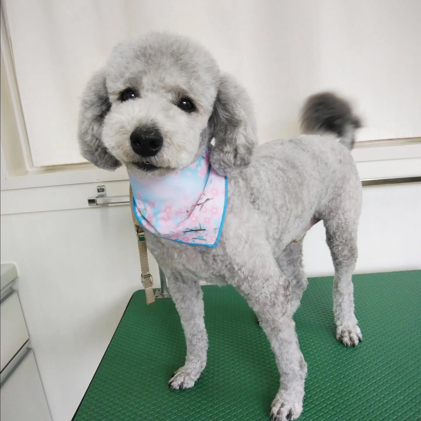 【トリミング】トイプードル【バリカン仕上げ】