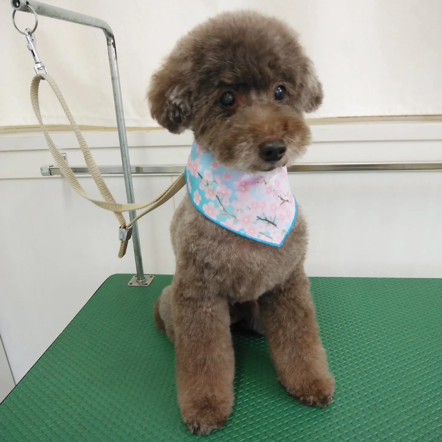 【トリミング】トイプードル【ふんわり】