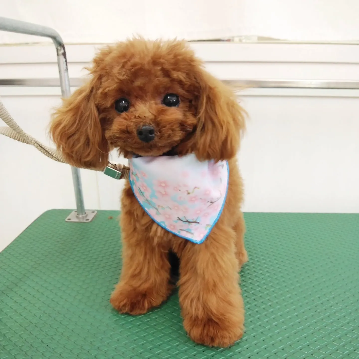 【トリミング】トイプードル【ハサミ仕上げ】