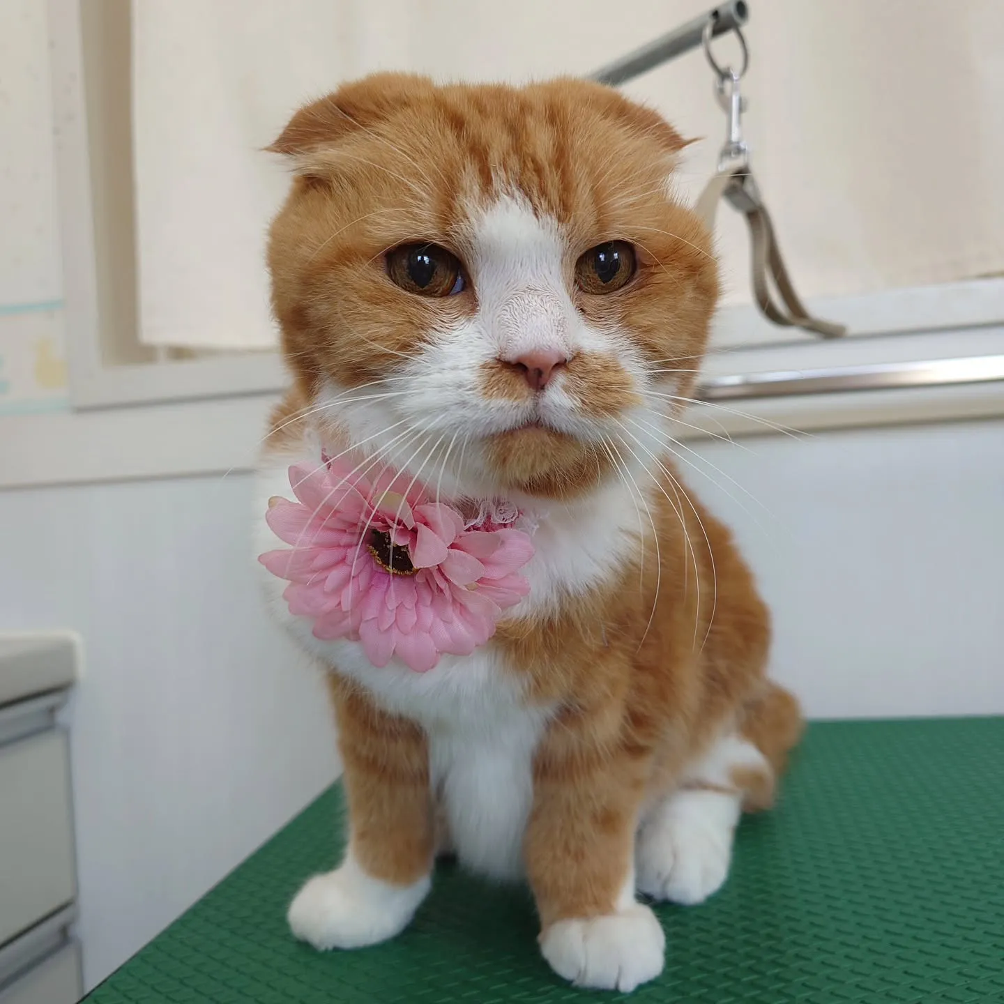 【トリミング】猫ちゃん【無麻酔】