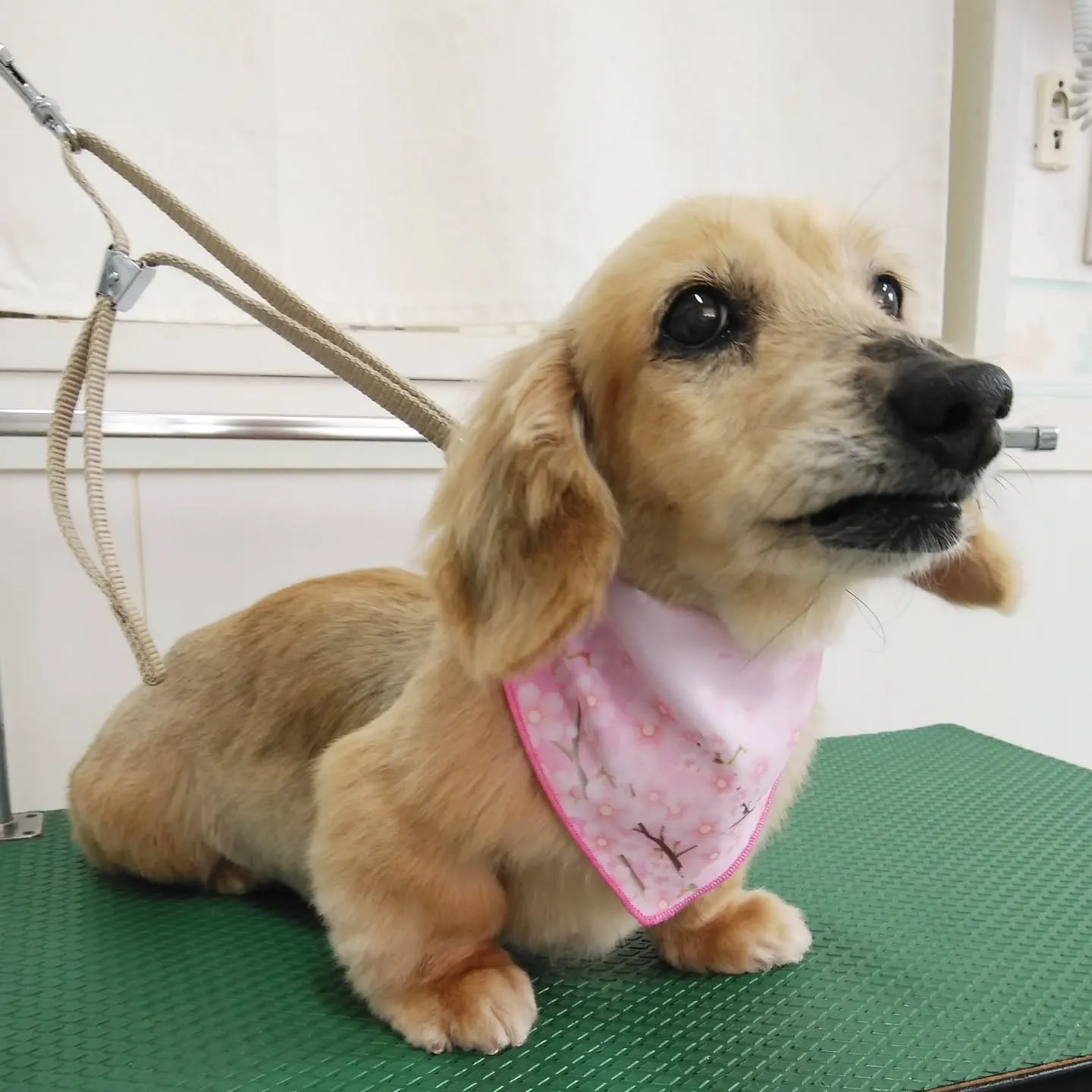 【トリミング】ミニチュアダックス【背中バリカン】