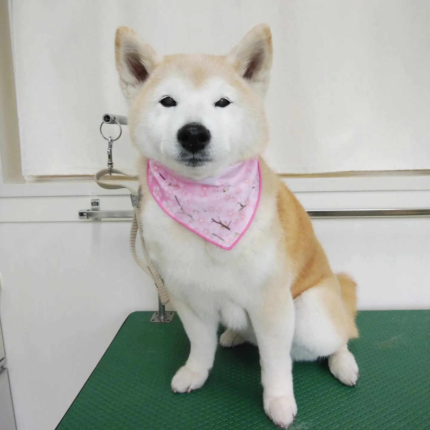 【トリミング】柴犬【シャンプーコース】