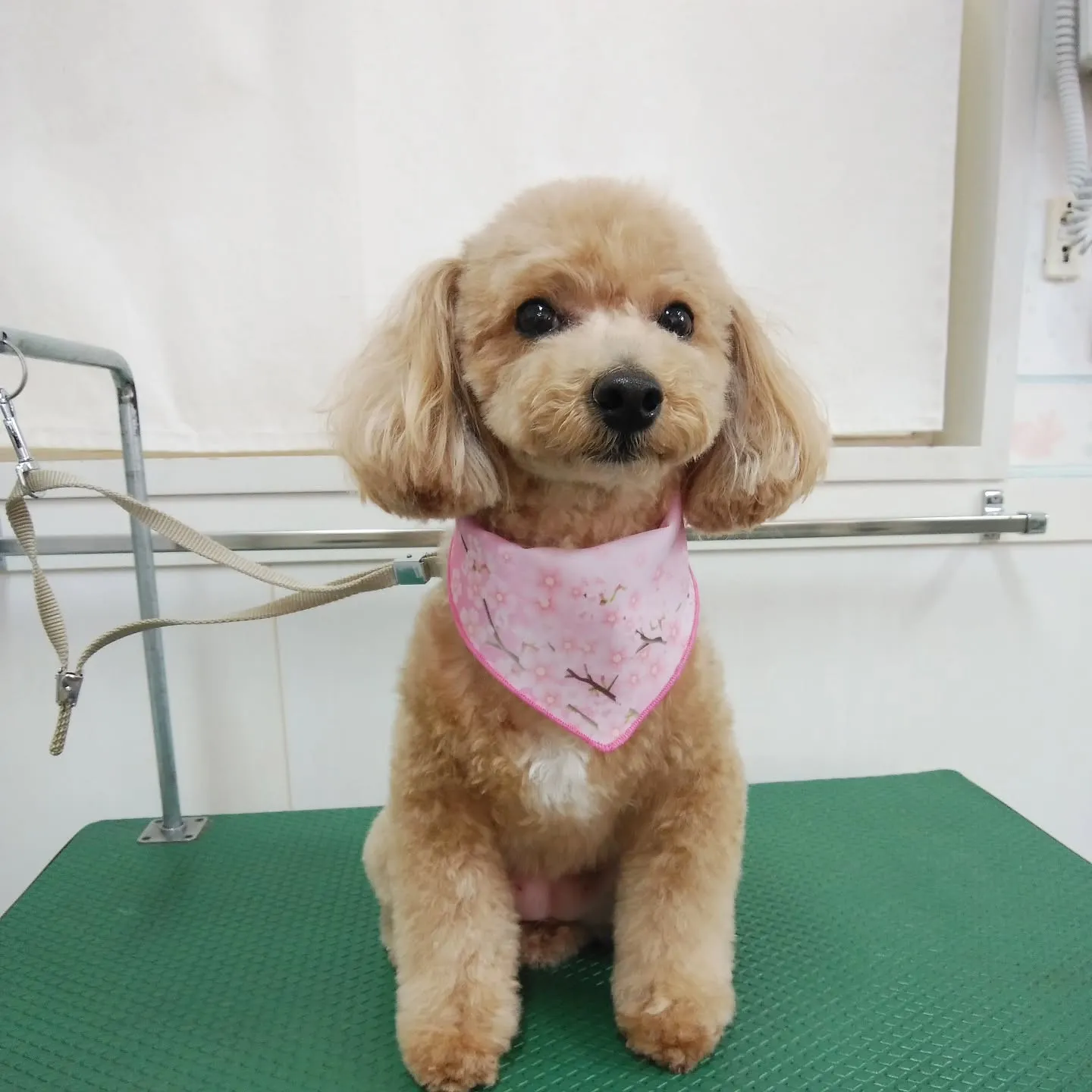 【トリミング】トイプードル【ハサミ仕上げ】　