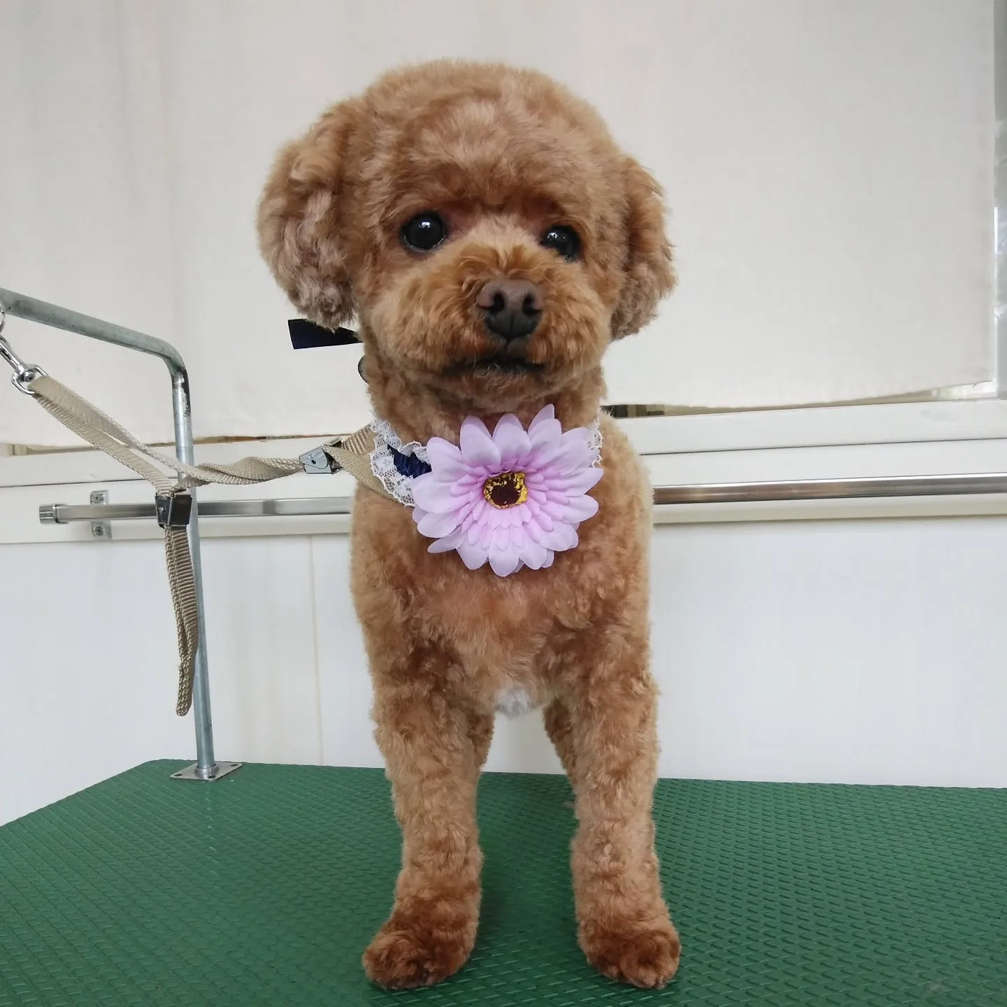 【トリミング】トイプードル【スッキリ仕上げ】