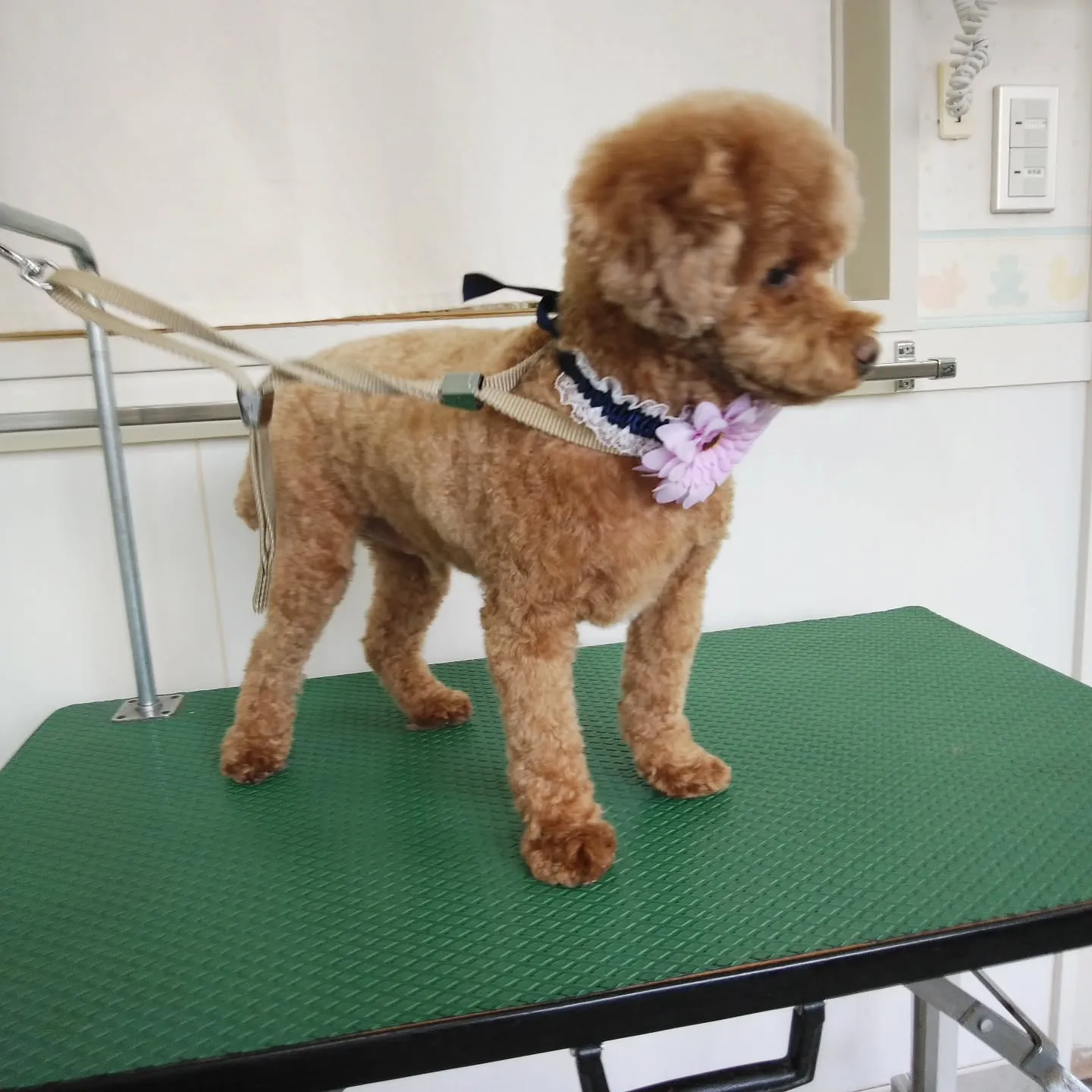 【トリミング】トイプードル【スッキリ仕上げ】