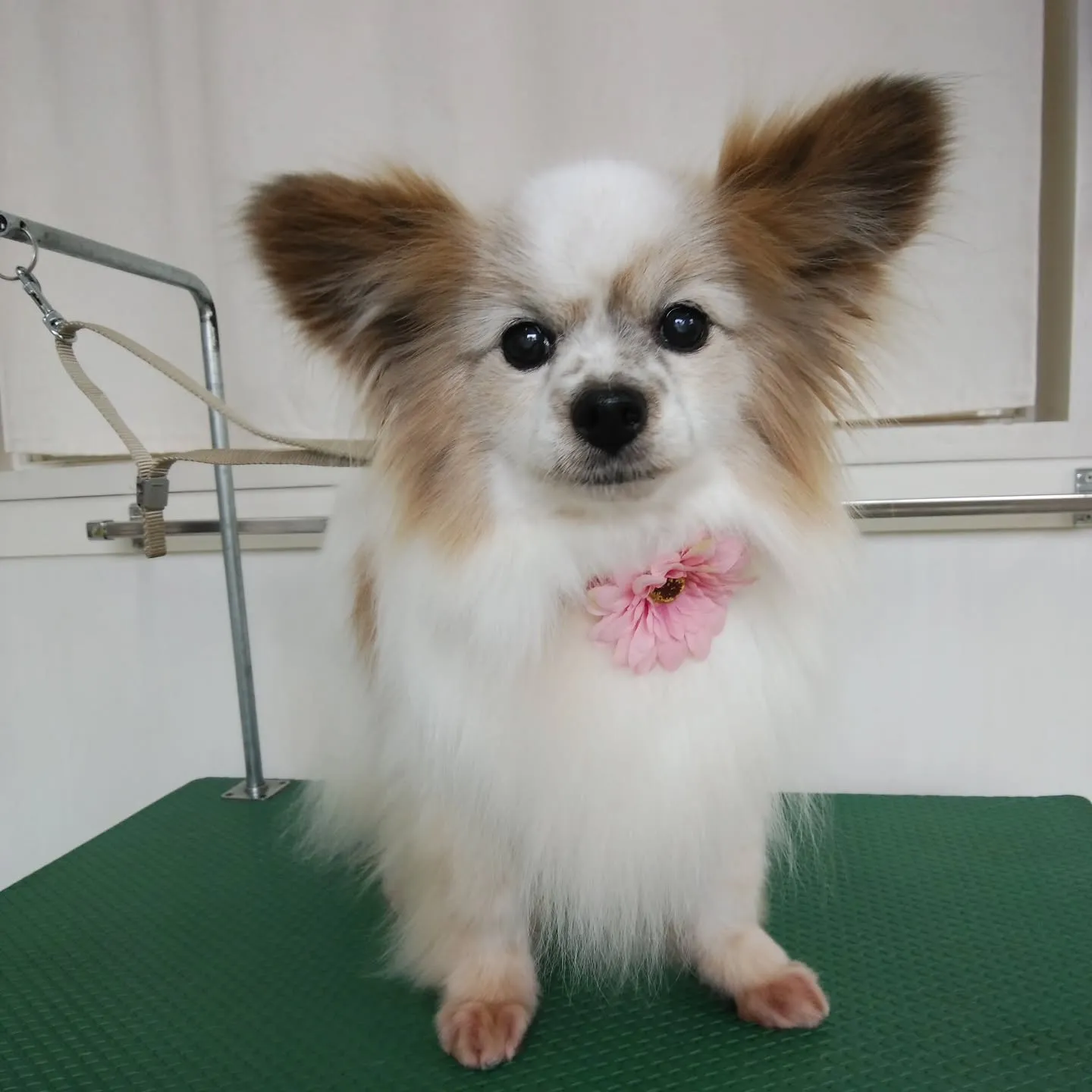 【トリミング】パピヨン【シャンプーコース】