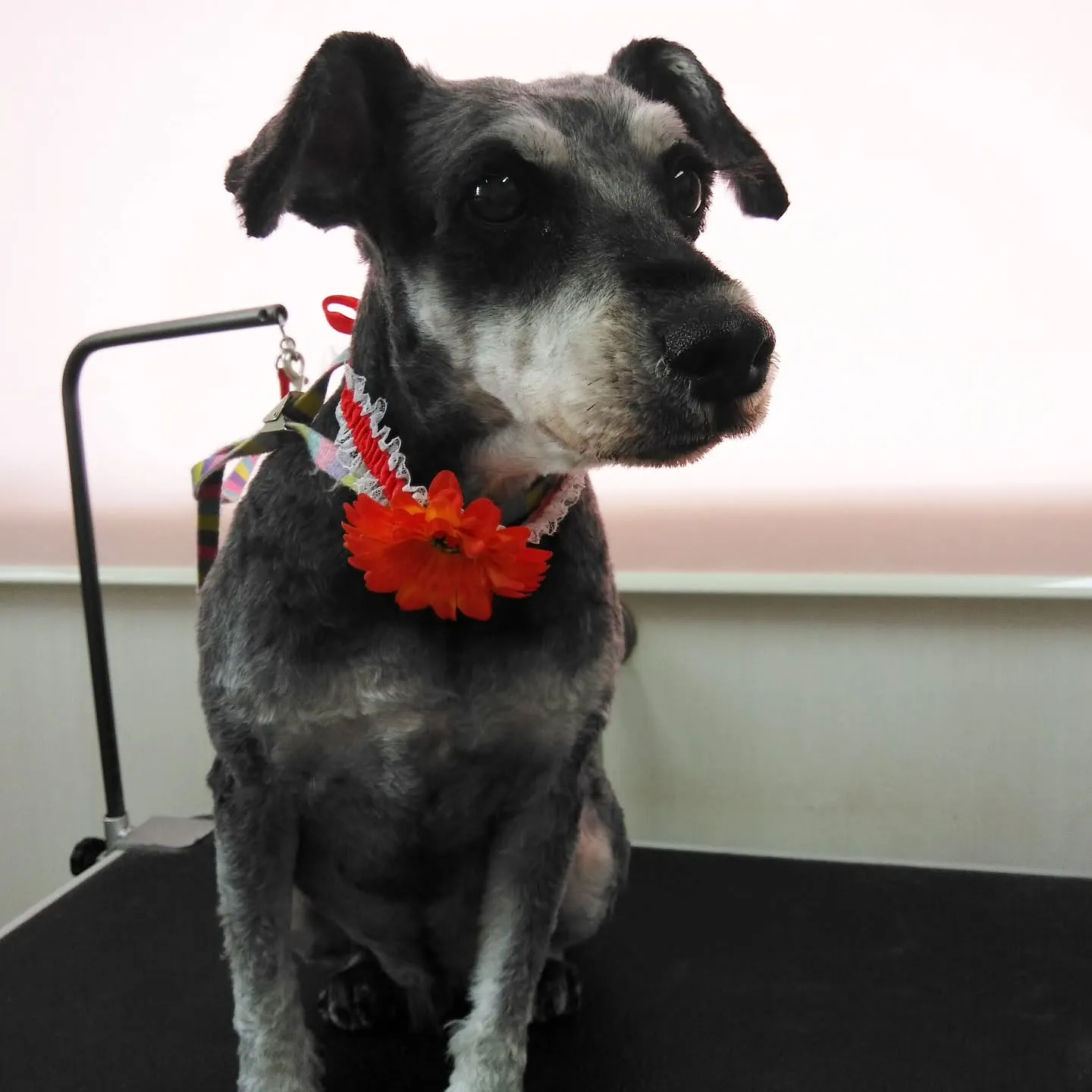 【トリミング】シュナウザー【同居の子達】