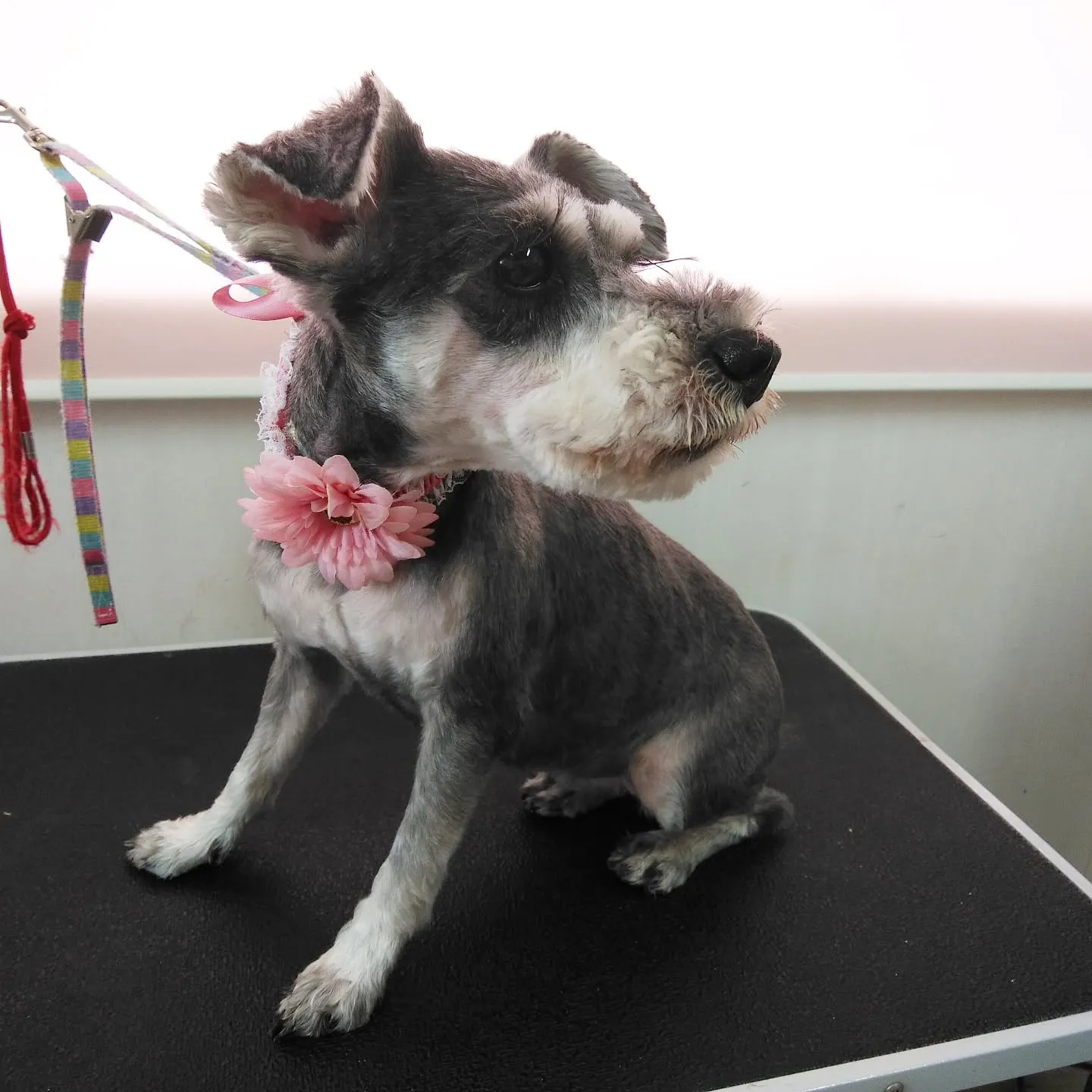 【トリミング】シュナウザー【同居の子達】