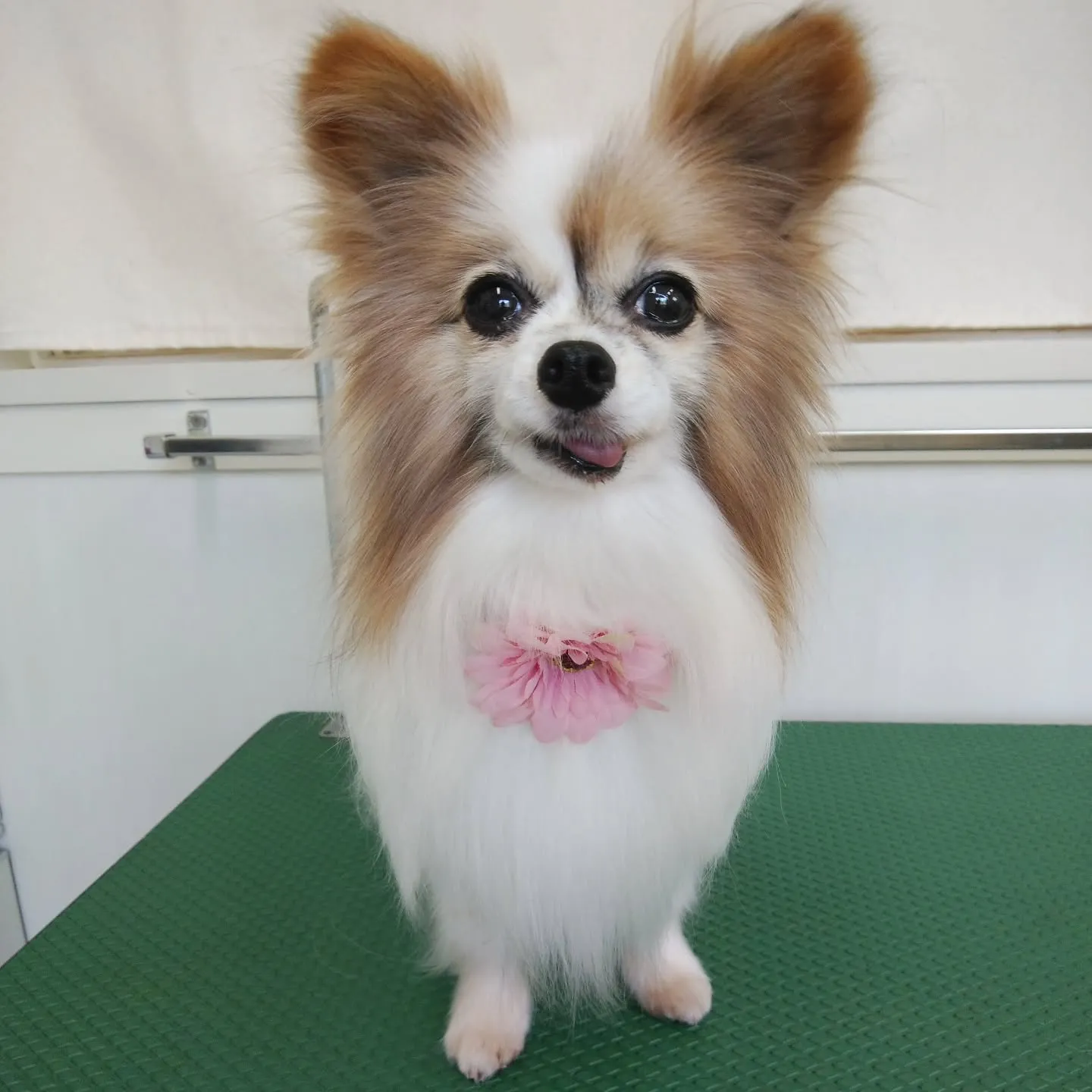 【長期】ふたり【お預かり】