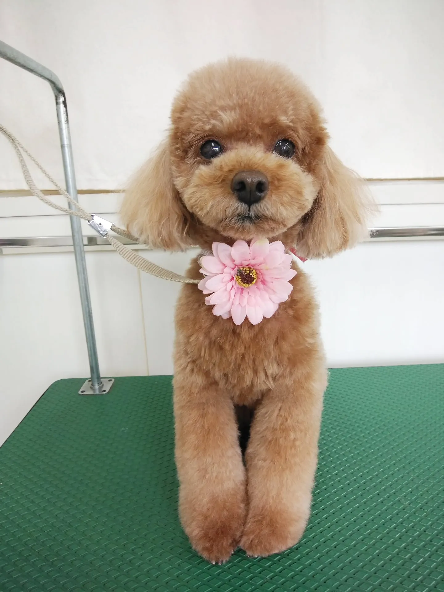 【トリミング】トイプードル【ご希望カット】