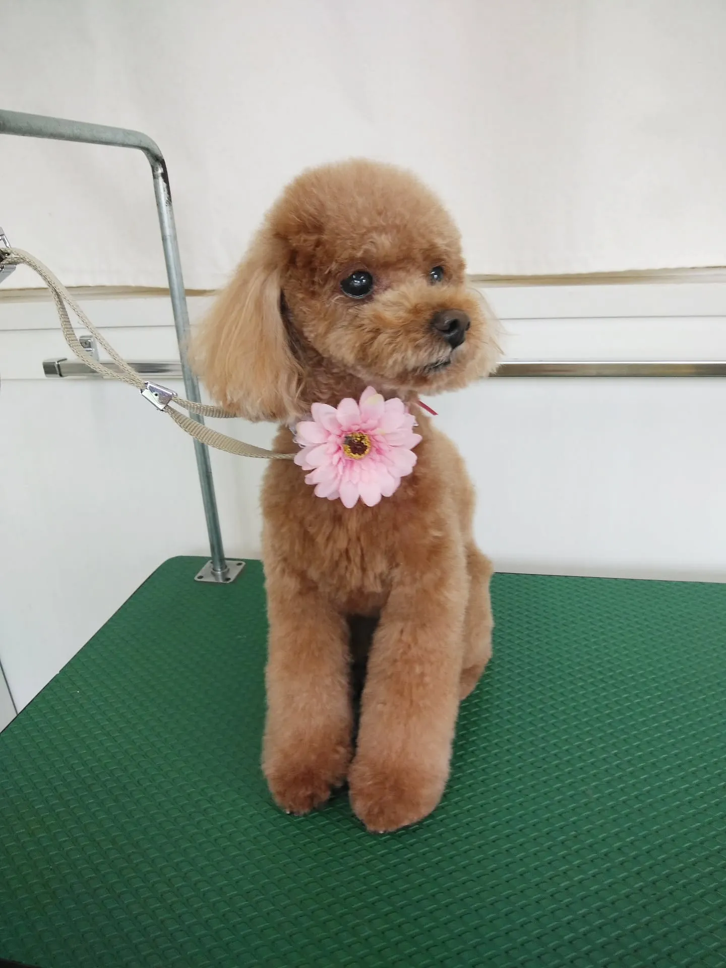 【トリミング】トイプードル【ご希望カット】